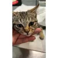 Foto dell\'animale gatto - Matr. 2023/0014 - Microchip 380260044749857