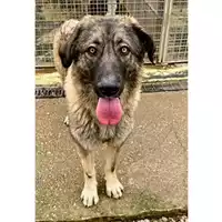 Foto dell\'animale cane - Matr. 2023/0016 - Microchip 380260044731321