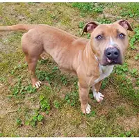 Foto dell\'animale cane - Matr. 2023/0017 - Microchip 380260044731529