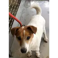Foto dell\'animale cane - Matr. 2023/0018 - Microchip 380260000840288