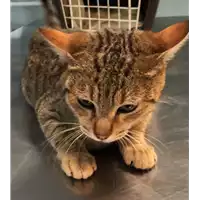Foto dell\'animale gatto - Matr. 2023/0026 - Microchip 380260044731261