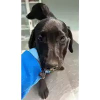 cane - Matr. 2023/0034 - Microchip 380260044732051