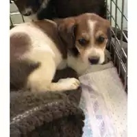 Foto dell\'animale cane - Matr. 2023/0035 - Microchip 380260044732346