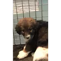 Foto dell\'animale cane - Matr. 2023/0036 - Microchip 380260044732349