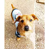 Foto dell\'animale cane - Matr. 2023/0039 - Microchip 380260044732281