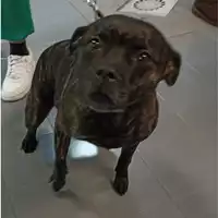 cane - Matr. 2023/0041 - Microchip 380260101241693