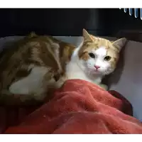Foto dell\'animale gatto - Matr. 2022/0044 - Microchip 380260044732979