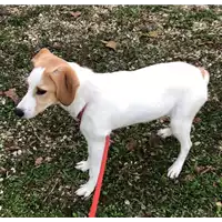 cane - Matr. 2022/2192 - Microchip 380260044731541