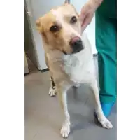 Foto dell\'animale cane - Matr. 2017/1149 - Microchip 380260041011266