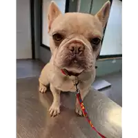 Foto dell\'animale cane - Matr. 2023/0051 - Microchip 990000004441744