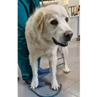 Foto dell\'animale cane - Matr. 2022/1778 - Microchip 380260101378873