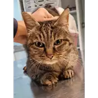 Foto dell\'animale gatto - Matr. 2023/0053 - Microchip 380260044732266