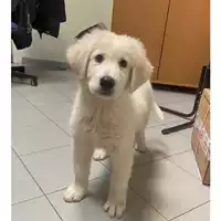 Foto dell\'animale cane - Matr. 2023/0052 - Microchip 380260044732246