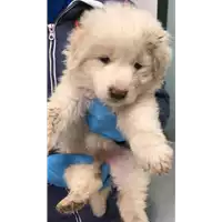 Foto dell\'animale cane - Matr. 2023/0057 - Microchip 380260044732327