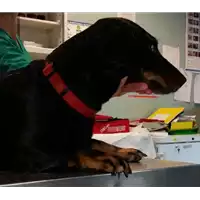 Foto dell\'animale cane - Matr. 2017/1148 - Microchip 380260100344257
