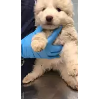 Foto dell\'animale cane - Matr. 2023/0060 - Microchip 380260044732587