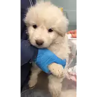 Foto dell\'animale cane - Matr. 2023/0062 - Microchip 380260044731251