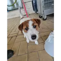 Foto dell\'animale cane - Matr. 2022/1923 - Microchip 380260102280640