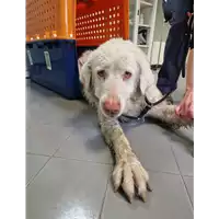 Foto dell\'animale cane - Matr. 2023/0064 - Microchip 380260004923376