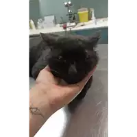 Foto dell\'animale gatto - Matr. 2023/0065 - Microchip 380260044733077