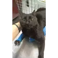 Foto dell\'animale gatto - Matr. 2023/0067 - Microchip 380260044733080