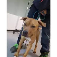 Foto dell\'animale cane - Matr. 2023/0069 - Microchip 380260044748259
