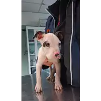 Foto dell\'animale cane - Matr. 2023/0072 - Microchip 380260044732678