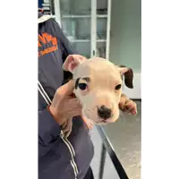 Foto dell\'animale cane - Matr. 2023/0071 - Microchip 380260044748908