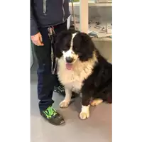 Foto dell\'animale cane - Matr. 2020/1538 - Microchip 380260002952170