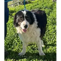 Foto dell\'animale cane - Matr. 2023/0070 - Microchip 380260044732311