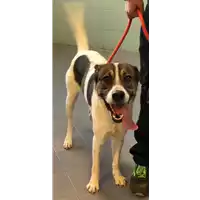 Foto dell\'animale cane - Matr. 2021/1756 - Microchip 380260044437103