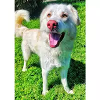Foto dell\'animale cane - Matr. 2023/0074 - Microchip 380260044748441
