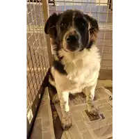 Foto dell\'animale cane - Matr. 2023/0075 - Microchip 380260044748232