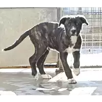 Foto dell\'animale cane - Matr. 2022/1974 - Microchip 380260044914075
