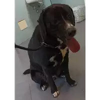 Foto dell\'animale cane - Matr. 2023/0076 - Microchip 380260044732493