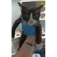 Foto dell\'animale gatto - Matr. 2023/0077 - Microchip 380260044732918