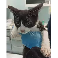 Foto dell\'animale gatto - Matr. 2023/0078 - Microchip 380260044732933