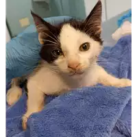 Foto dell\'animale gatto - Matr. 2023/0079 - Microchip 380260044732693