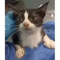 Foto dell\'animale gatto - Matr. 2023/0081 - Microchip 380260044732957