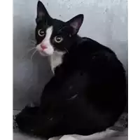 Foto dell\'animale gatto - Matr. 2023/0082 - Microchip 380260044665262
