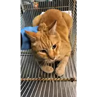 Foto dell\'animale gatto - Matr. 2023/0084 - Microchip 380260044732998
