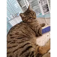 Foto dell\'animale gatto - Matr. 2023/0086 - Microchip 380260044748922
