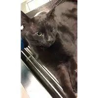 Foto dell\'animale gatto - Matr. 2023/0088 - Microchip 380260044440863