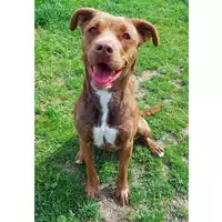Foto dell\'animale cane - Matr. 2022/1478 - Microchip 380260044748824