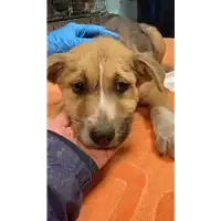 Foto dell\'animale cane - Matr. 2023/0090 - Microchip 380260044750826