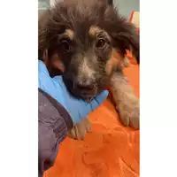 Foto dell\'animale cane - Matr. 2023/0091 - Microchip 380260044732379