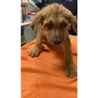 Foto dell\'animale cane - Matr. 2023/0092 - Microchip 380260044732244