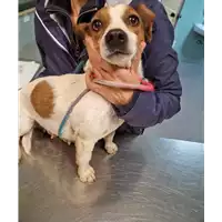 Foto dell\'animale cane - Matr. 2023/0093 - Microchip 380260044733115