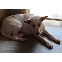 Foto dell\'animale cane - Matr. 2017/1154 - Microchip 380260043318893
