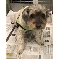 Foto dell\'animale cane - Matr. 2023/0101 - Microchip 380260100769381